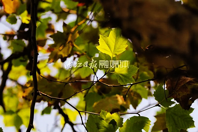 【内江好耍】好似时空隧道!内江城区这条路太美了——(图7) nEO_IMG_7.jpg