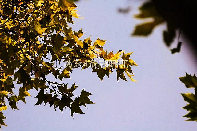 【内江好耍】好似时空隧道!内江城区这条路太美了——(图8) nEO_IMG_8.jpg