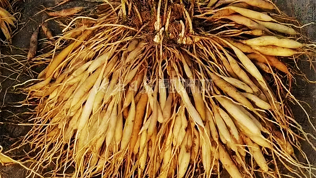 快投！快来给内江这一道地药材“扎起”——