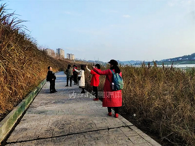 【内江好耍】惊艳!甜城湖边竟有一片“红海”——(图2) nEO_IMG_2.jpg