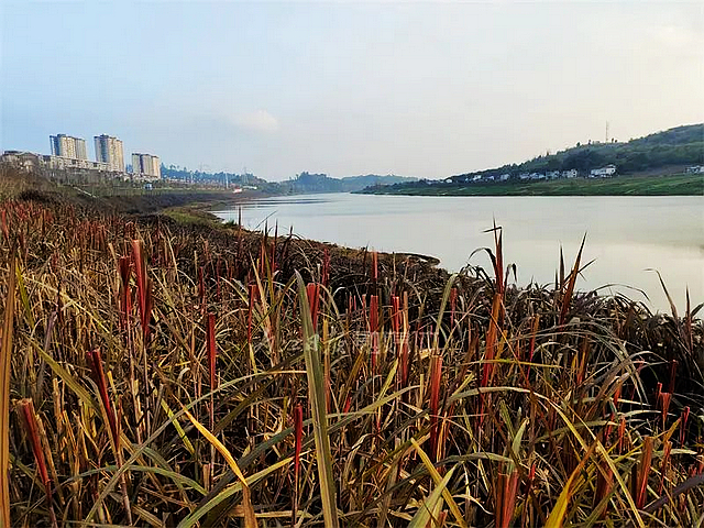 【内江好耍】惊艳!甜城湖边竟有一片“红海”——(图4) nEO_IMG_4.jpg