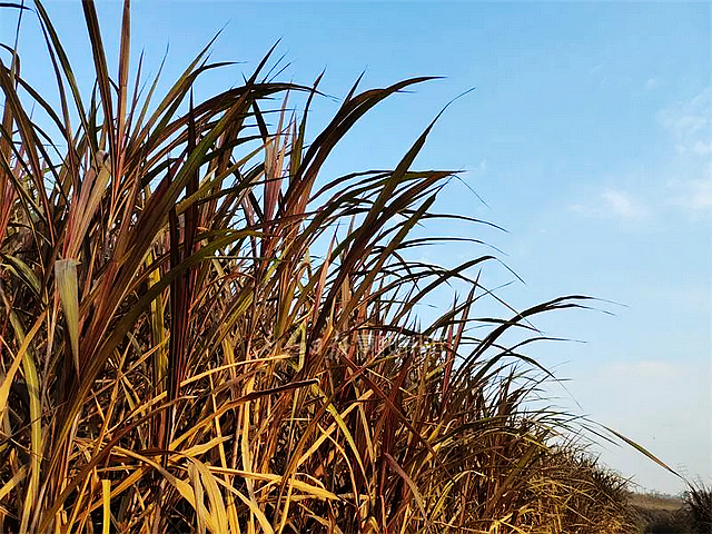 【内江好耍】惊艳!甜城湖边竟有一片“红海”——(图5) nEO_IMG_5.jpg