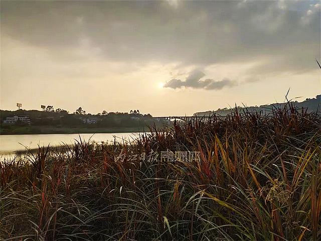 【内江好耍】惊艳!甜城湖边竟有一片“红海”——(图6) nEO_IMG_6.jpg