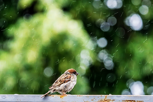 节气丨雨水：春风化雨，喜迎春归
