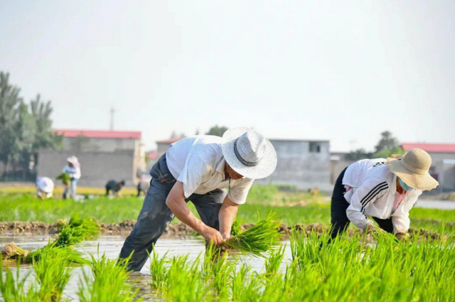关注｜泸州旱育秧成效显著，水稻生产有苗可栽有苗可种