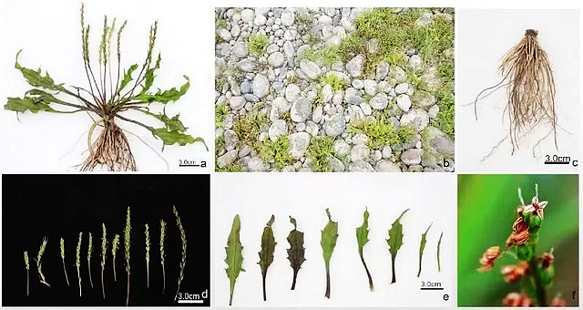 四川首次发现!这种植物现身江安县橙花岛(图1) nEO_IMG_1.jpg