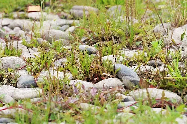 四川首次发现!这种植物现身江安县橙花岛(图2) nEO_IMG_2.jpg