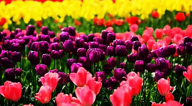 五一假期,搭乘舒适便捷的泸州公交去逛公园吧(图15) nEO_IMG_15.jpg