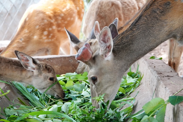 古蔺:依托山区优势,走出一条致富“鹿”(图2) 22.jpg