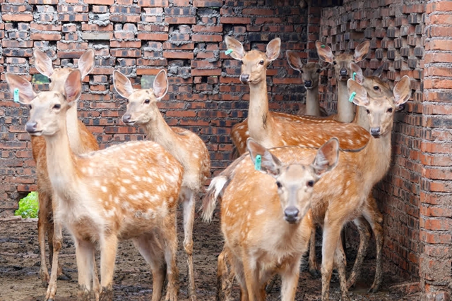 古蔺:依托山区优势,走出一条致富“鹿”(图3) 33.jpg
