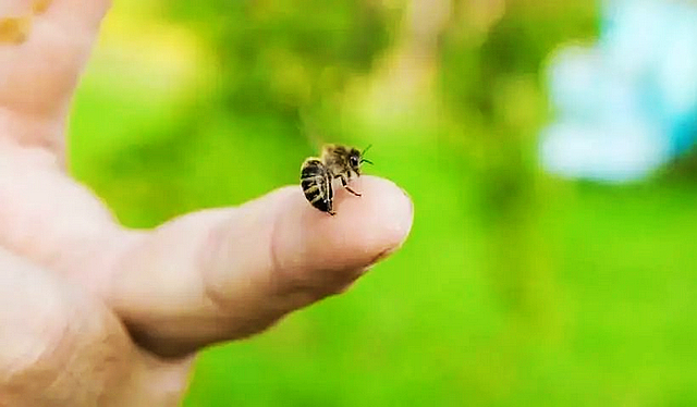 【围观】泸州嬢嬢被一群毒蜂ju了，病危……