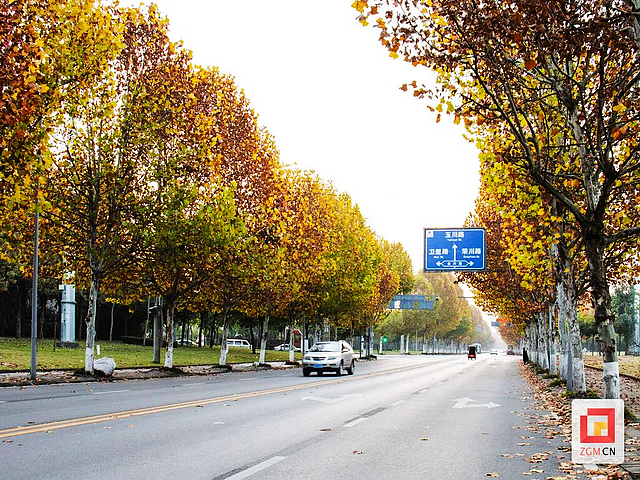 板仓梧桐的浪漫等你去打卡——(图1) nEO_IMG_1.jpg