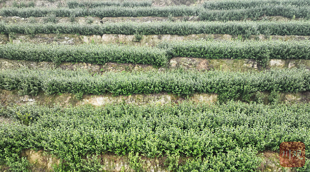 川南首批早茶上市啦~宜宾茶园采摘正忙