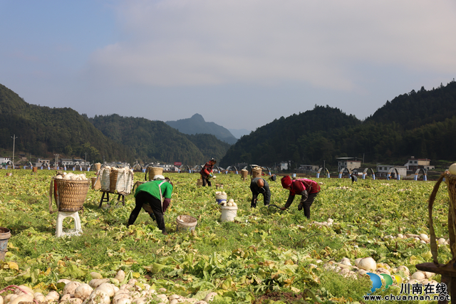 大寨苗族乡的农民正在烟叶产业综合体内收获冬季萝卜（陈凯  摄）.JPG