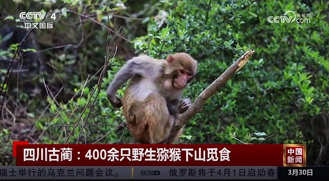 乖萌可爱!泸州这群小家伙上央视了(图2) nEO_IMG_2.jpg