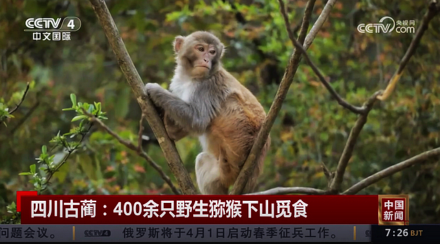 乖萌可爱!泸州这群小家伙上央视了(图3) nEO_IMG_3.jpg